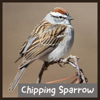 Chipping Sparrow
